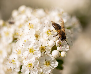 bee on a flower