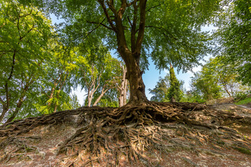 Exposed root structure of an old tree, in Sussex woodland on a summer's day