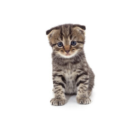 Brown little kitten sitting.