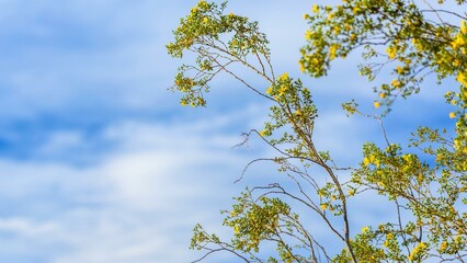 Desert Oasis: Captivating Tree Blossom on Sand Dune Hill - Striking 4K Image