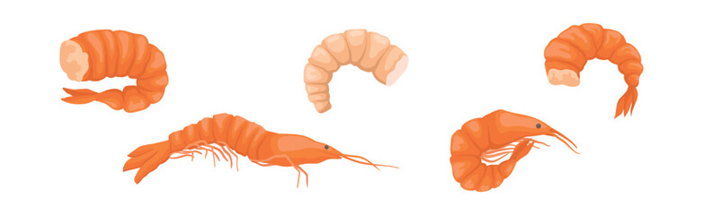 Shrimp or Prawns Raw and Cooked Delicious Seafood Vector Set