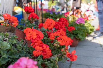 Close up of blooming geraniums at flower market. Spring flower festival