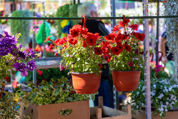 Flowering plant in two pots at spring festival. Summer blooming and gardening