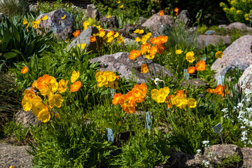 yellow flowers in the garden