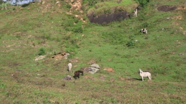 horses in the pasture, mountain. landscape with horses 