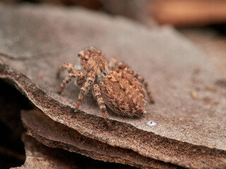Jumping spider in a natural environment. Genus Aelurillus. Female. 