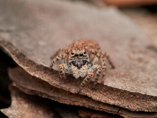 Jumping spider in a natural environment. Genus Aelurillus. Female. 