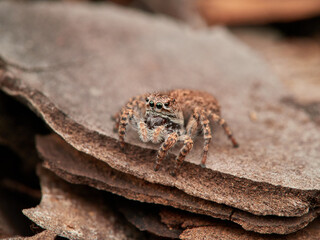 Jumping spider in a natural environment. Genus Aelurillus. Female. 