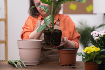 spring houseplant care by repotting a plant seeing root system as she transplants it into a new pot at home. 