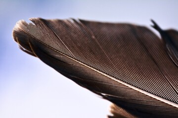 feather © Jakub
