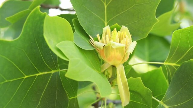 Liriodendron tulipifera - known as the tulip tree. A large yellow flower among the leaves. A tree naturally growing in eastern North America