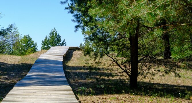 I walked on a wooden boardwalk in nature. wooden boardwalk between small pine trees.