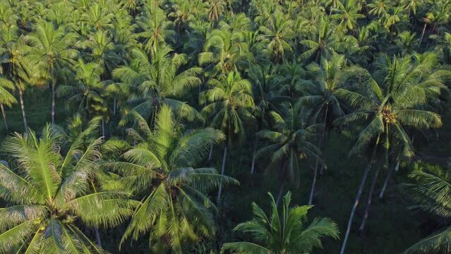 A bird's eye view from a drone shows a large coconut plantation near the hillside in the tropical forest of Thailand, agriculture and nature concept.