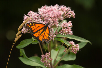 Monarch butterfly foraging on a wildflower in Newbury, New Hampshire.
