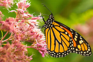 Monarch butterfly foraging on a wildflower in Newbury, New Hampshire.