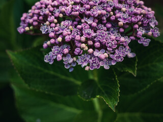 Purple Hydrangea flower
