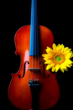Sunflower With Beautiful Violin