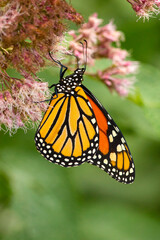 Fototapeta premium Monarch butterfly foraging on a wildflower in Newbury, New Hampshire.