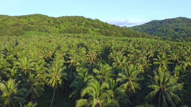 A bird's eye view from a drone shows a large coconut plantation near the hillside in the tropical forest of Thailand, agriculture and nature concept.