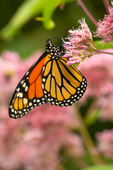 Monarch butterfly foraging on a wildflower in Newbury, New Hampshire.