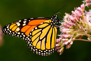 Monarch butterfly foraging on a wildflower in Newbury, New Hampshire.