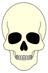 illustration of a skull