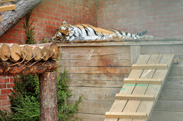 Animals - traditionally (since Aristotle) distinguished category of organisms, currently considered as a biological kingdom. Animals are the main object of study of zoology.