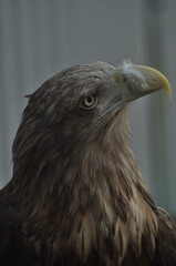 Animals - traditionally (since Aristotle) distinguished category of organisms, currently considered as a biological kingdom. Animals are the main object of study of zoology.