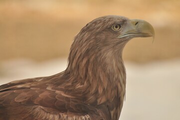 Animals - traditionally (since Aristotle) distinguished category of organisms, currently considered as a biological kingdom. Animals are the main object of study of zoology.