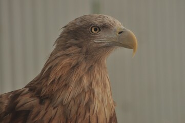 Animals - traditionally (since Aristotle) distinguished category of organisms, currently considered as a biological kingdom. Animals are the main object of study of zoology.