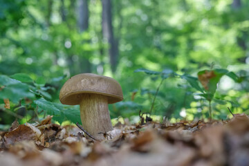 Large boletus mushroom in a green summer forest
