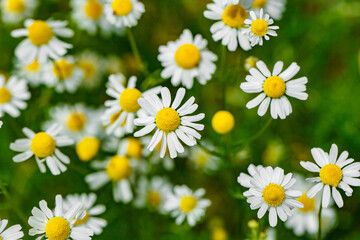 Chamomile daisies, wildflowers with white petals, selective focus