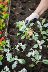 Transplanting seedlings, planting plants. Hands in protective gloves planting seedlings in garden. Spring, garden, work