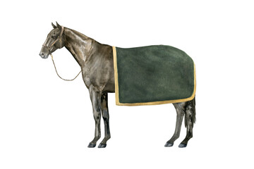 Watercolor illustration of a standing English Thoroughbred bay horse under a green blanket wearing a brown halter. Isolated. For prints on the theme of riding, equestrian sports, horse racing © dakora