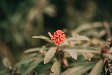 red euphorbia milii flower and green leaf with blurred background. flowers among the green plants