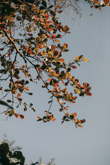 autumn leaves, red leaves on the tree in nature. Leaves to the blue sky.