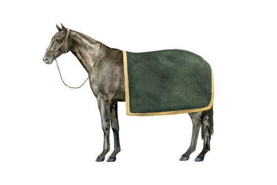 Watercolor illustration of a standing English Thoroughbred bay horse under a green blanket wearing a brown halter. Isolated. For prints on the theme of riding, equestrian sports, horse racing