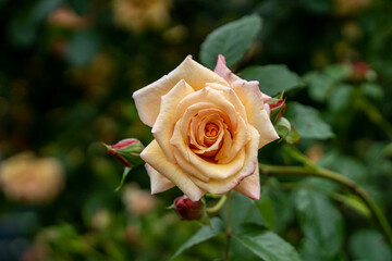 close up of a yellow rose in the garden, macro