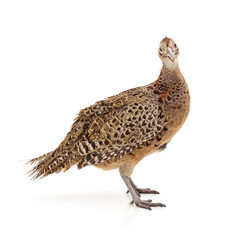 One female pheasant.