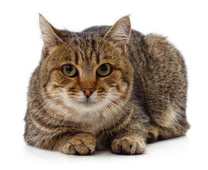 Obraz premium Beautiful brown cat.