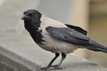 Animals - traditionally (since Aristotle) distinguished category of organisms, currently considered as a biological kingdom. Animals are the main object of study of zoology.