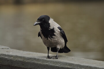 Animals - traditionally (since Aristotle) distinguished category of organisms, currently considered as a biological kingdom. Animals are the main object of study of zoology.