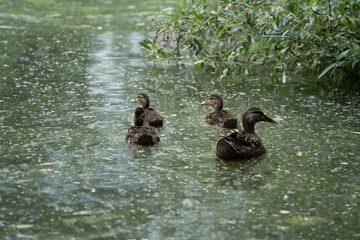 ducks and small ducklings in a small lake