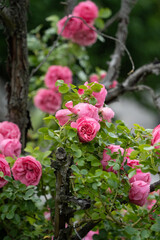 Fototapeta premium Close-up of captivating pink rose with overlapping petals and vibrant green leaves. Delicate flower displays soft pink hue, center emits deeper shade.