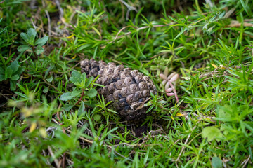 pinecone laying in the thick grass