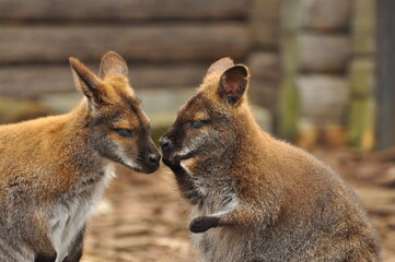 Animals - traditionally (since Aristotle) distinguished category of organisms, currently considered as a biological kingdom. Animals are the main object of study of zoology.