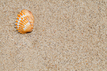 Shell flap on the beach sand close-up, at sunny clear day, background