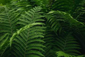 Close up of beautiful growing ferns in the forest, natural floral fern background.