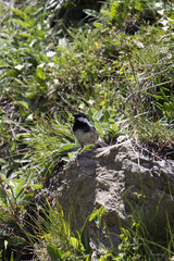 View of a coal tit bird while eating