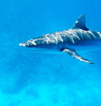 View of a shark in the sea